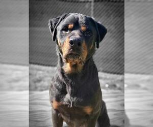Rottweiler Dogs for adoption in Winder, GA, USA