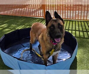 German Shepherd Dog-Unknown Mix Dogs for adoption in Las Vegas, NV, USA