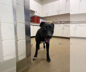 Labrador Retriever-Unknown Mix Dogs for adoption in Santa Maria, CA, USA