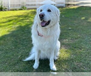 Great Pyrenees Dogs for adoption in San Clemente, CA, USA