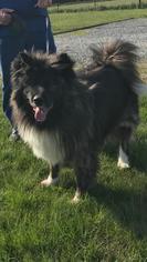 Akita-Unknown Mix Dogs for adoption in Fredericksburg, VA, USA