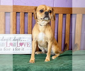 Puggle Dogs for adoption in Genesee, WI, USA