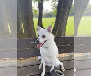 American Eskimo Dog Dogs for adoption in Pikesville, MD, USA