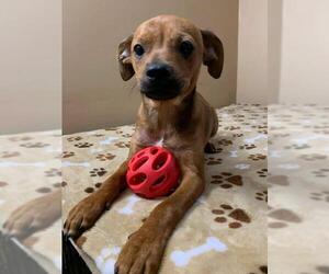 Boston Terrier Dogs for adoption in Hewitt, NJ, USA