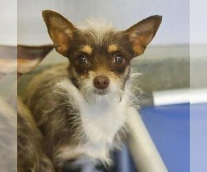 Mutt Dogs for adoption in San Antonio, TX, USA