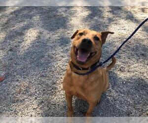 Labrador Retriever-Rhodesian Ridgeback Mix Dogs for adoption in Wilmington, NC, USA