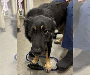 German Shepherd Dog Dogs for adoption in Forestville, MD, USA