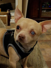 Chihuahua Dogs for adoption in Tallahassee, FL, USA