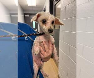 Poodle (Toy)-Unknown Mix Dogs for adoption in Belleville, IL, USA