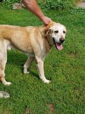 Medium Photo #1 Labrador Retriever Puppy For Sale in Benson, MN, USA