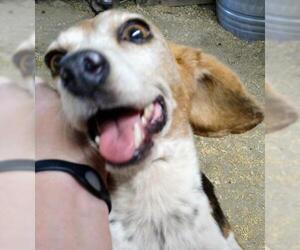 Beagle Dogs for adoption in Baileyton, AL, USA