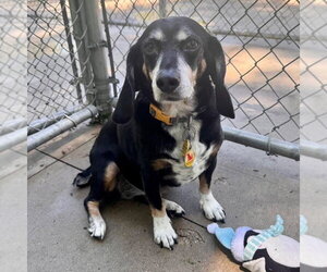 Beagle Dogs for adoption in Muskegon, MI, USA