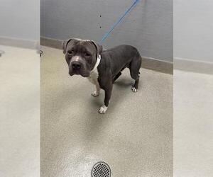 Mutt Dogs for adoption in Las Vegas, NV, USA