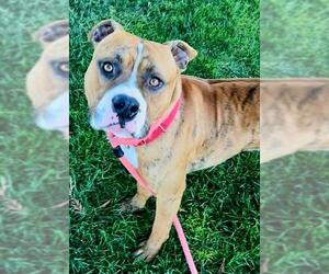 American Pit Bull Terrier Dogs for adoption in Sacramento, CA, USA