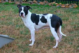 American Bulldog Dogs for adoption in Louisville, KY, USA