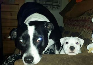 American Pit Bull Terrier Dogs for adoption in Wolfeboro, NH, USA