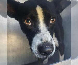 Mutt Dogs for adoption in San Antonio, TX, USA