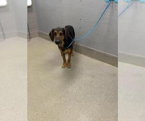 Beagle-German Shepherd Dog Mix Dogs for adoption in Las Vegas, NV, USA