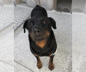 Rottweiler Dogs for adoption in Lodi, CA, USA