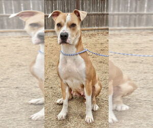 American Pit Bull Terrier-Unknown Mix Dogs for adoption in Great Bend, KS, USA