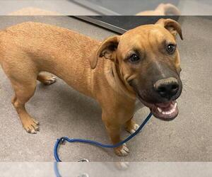 German Shepherd Dog-Unknown Mix Dogs for adoption in HESPERIA, CA, USA