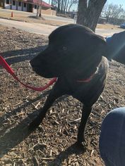 Labrador Retriever-Unknown Mix Dogs for adoption in Kohler, WI, USA