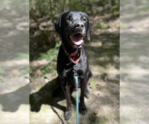 Labrador Retriever Dogs for adoption in Godfrey, IL, USA