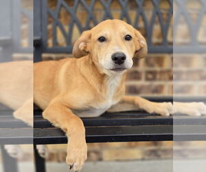 Mutt Dogs for adoption in Lakewood, CO, USA