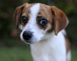Beagle Dogs for adoption in El Cajon, CA, USA