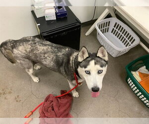 Siberian Husky Dogs for adoption in Berkeley , CA, USA