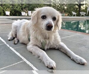 Great Pyrenees-Unknown Mix Dogs for adoption in Woodland Hills, CA, USA
