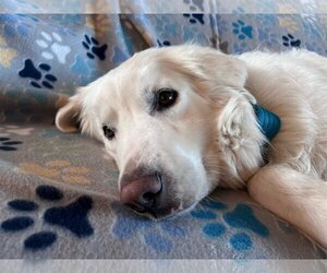 Golden Pyrenees Dogs for adoption in McKinney, TX, USA