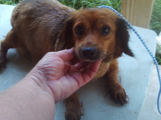 Dachshund Dogs for adoption in Bonifay, MO, USA