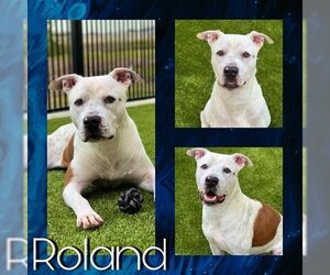 Staffordshire Bull Terrier-Unknown Mix Dogs for adoption in Pearland, TX, USA