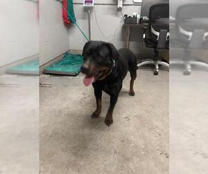 Rottweiler Dogs for adoption in Camarillo, CA, USA