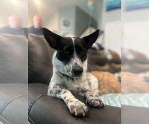 Mutt Dogs for adoption in Salt Lake City, UT, USA