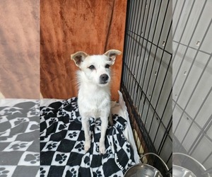 Mutt Dogs for adoption in El Centro, CA, USA