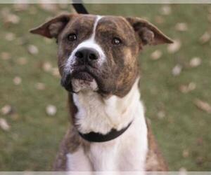 Boxer Dogs for adoption in Orlando, FL, USA