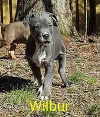 Bullboxer Pit Dogs for adoption in Chantilly, VA, USA