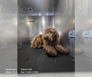 Poodle (Standard)-Unknown Mix Dogs for adoption in San Antonio, TX, USA