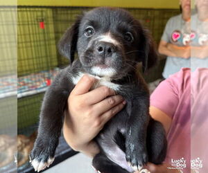 Labrador Retriever-Retriever  Mix Dogs for adoption in Washington, DC, USA