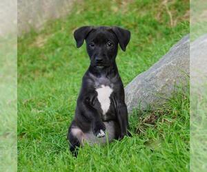 Border Collie-Unknown Mix Dogs for adoption in San Diego, CA, USA