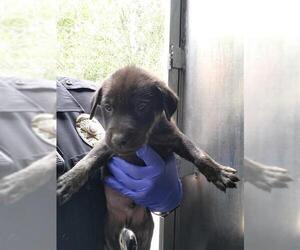 Labrador Retriever-Unknown Mix Dogs for adoption in San Antonio, TX, USA