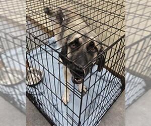 Anatolian Shepherd-Unknown Mix Dogs for adoption in Texas City, TX, USA