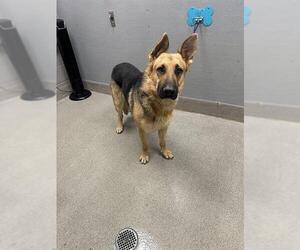 German Shepherd Dog-Unknown Mix Dogs for adoption in Las Vegas, NV, USA
