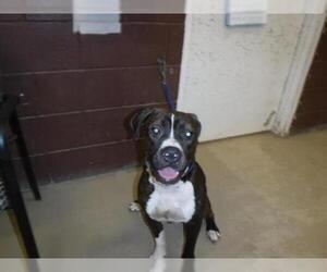 Bullboxer Pit Dogs for adoption in Sanford, FL, USA