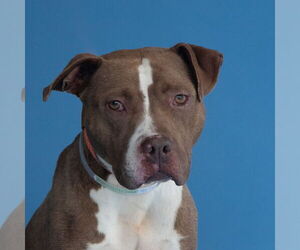American Pit Bull Terrier Dogs for adoption in Pasadena, CA, USA