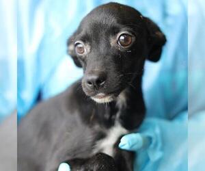 Mutt Dogs for adoption in San Antonio, TX, USA