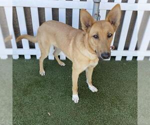 German Shepherd Dog Dogs for adoption in Modesto, CA, USA