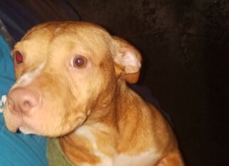 Staffordshire Bull Terrier Dogs for adoption in Midland, TX, USA